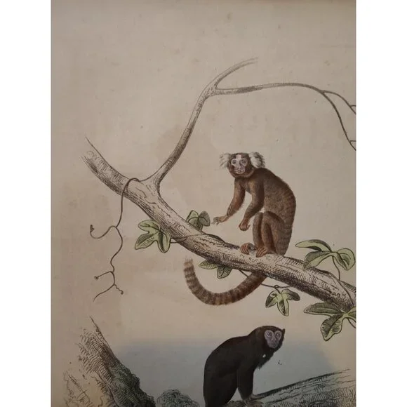 Antique Buffon Engraving Hand Colored 2 Monkeys 'Le Ouititi Le Tamarin' 10x7" - Picture 4 of 10